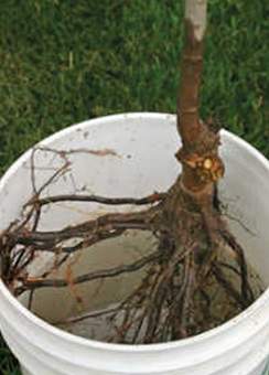 Bare root cherry tree in bucket